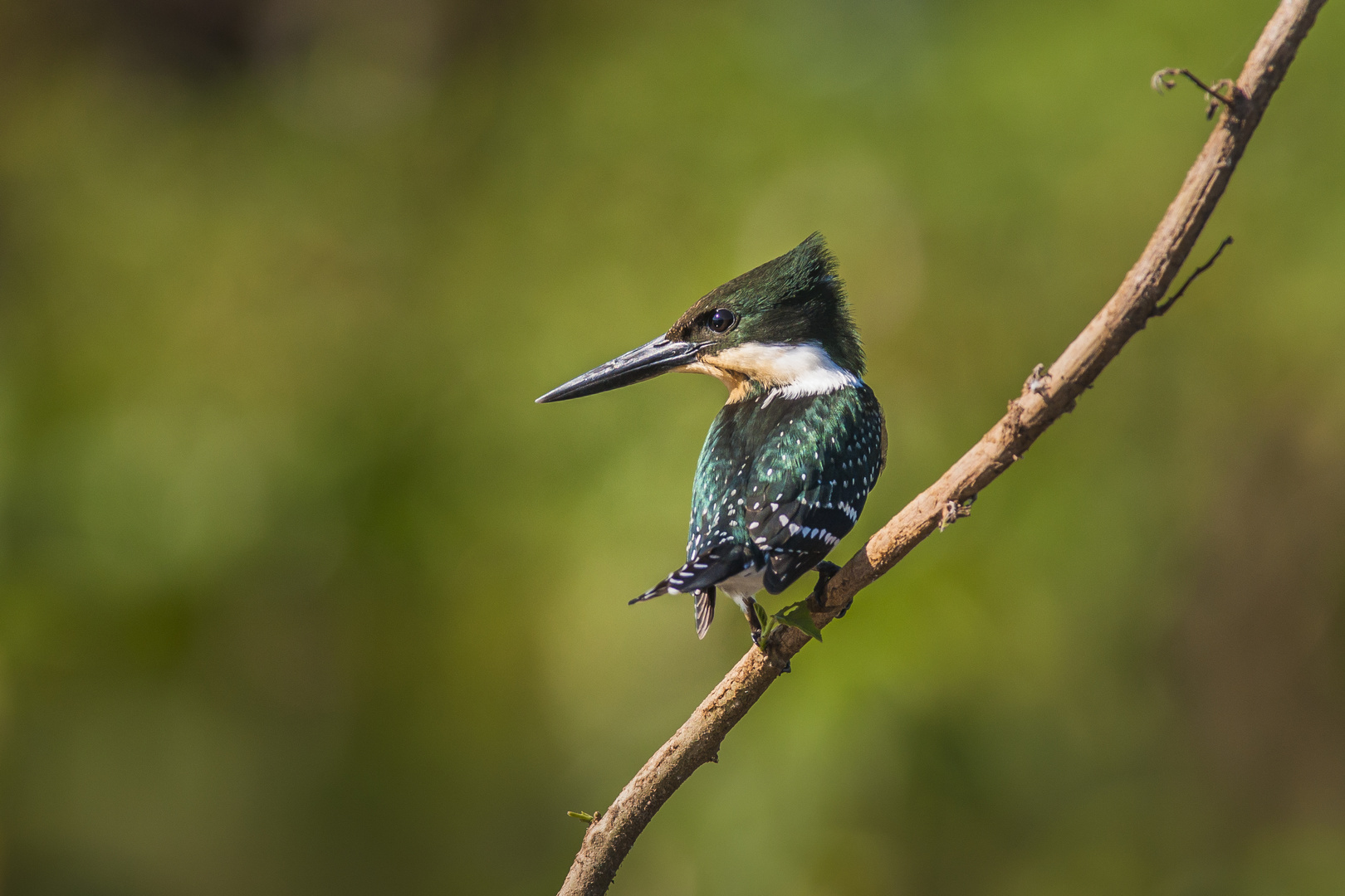 Green Kingfisher - Ia