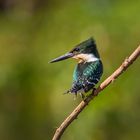 Green Kingfisher - Ia