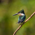 Green Kingfisher - Ia