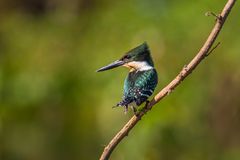 Green Kingfisher - Ia