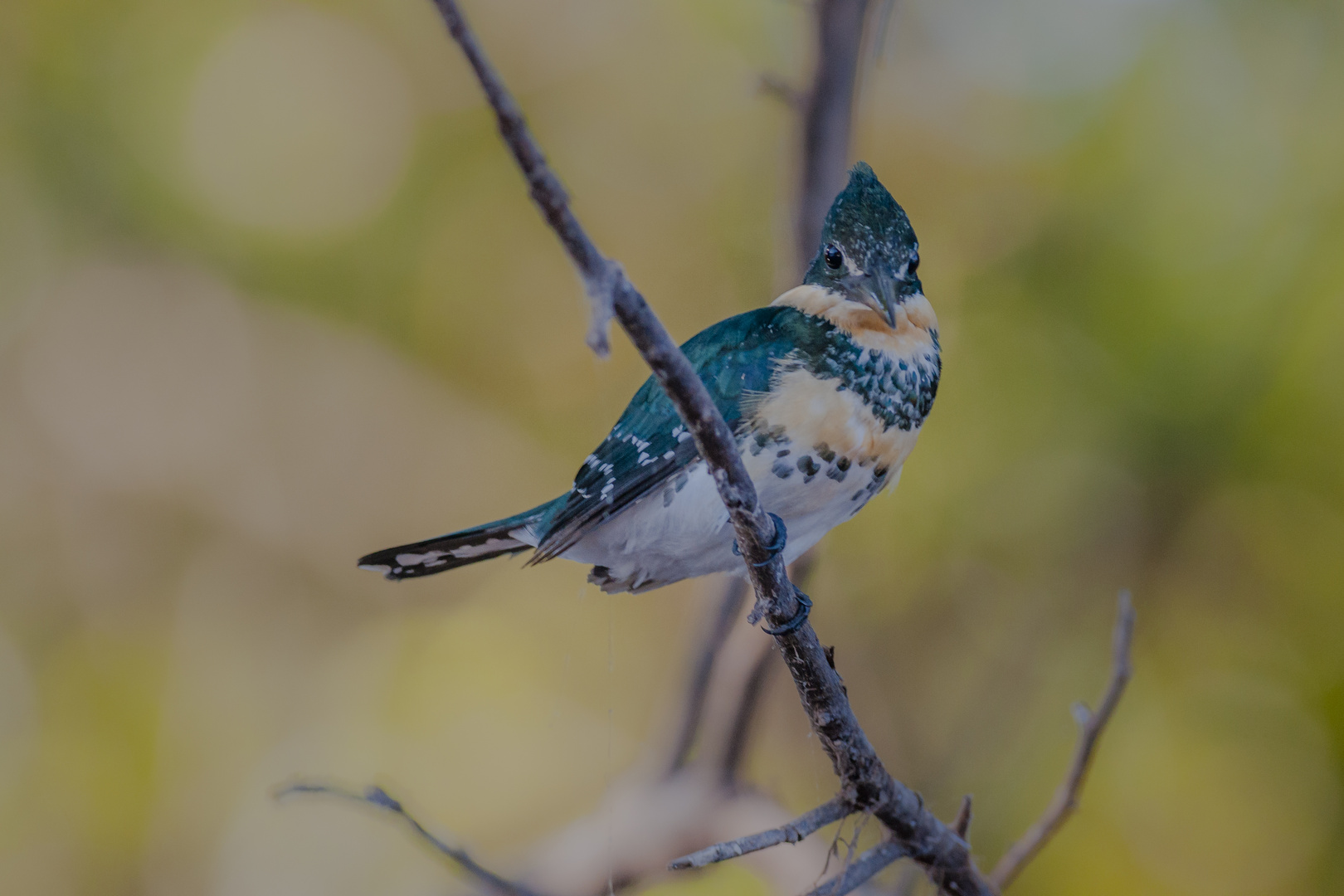 Green Kingfisher - II