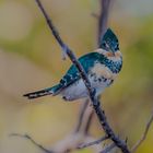 Green Kingfisher - II