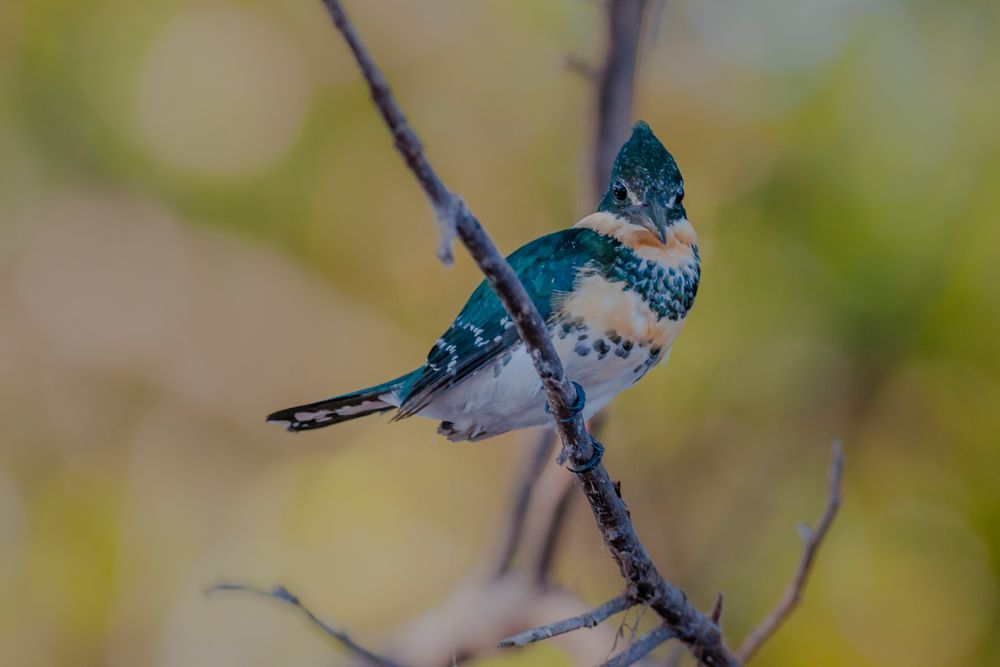 Green Kingfisher - II