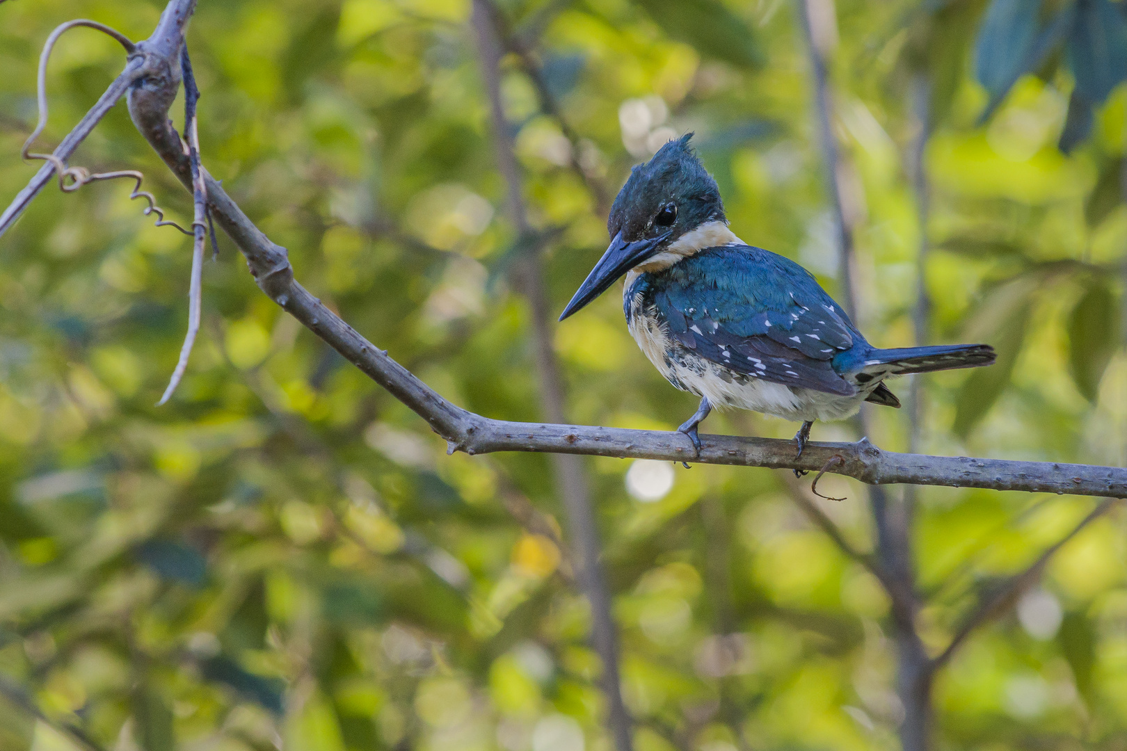 Green Kingfisher - III