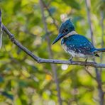 Green Kingfisher - III