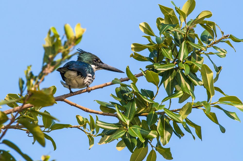 Green Kingfisher - IV