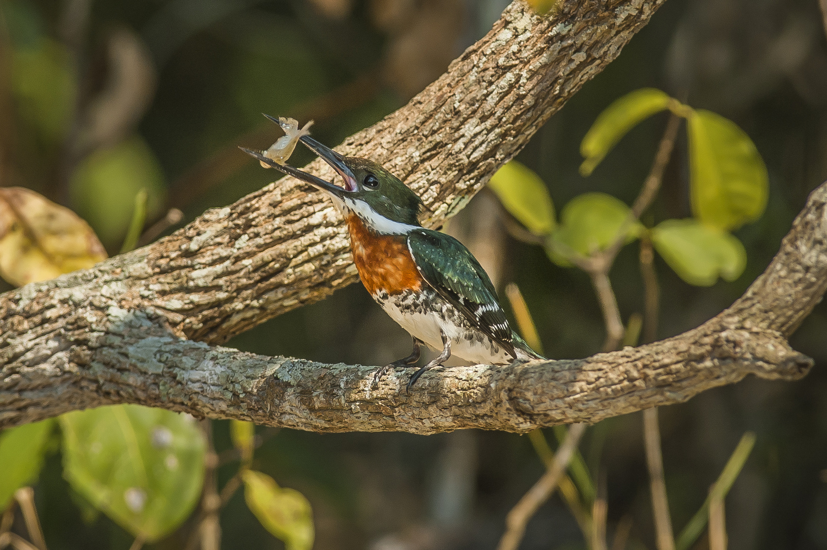 Green Kingfisher - V