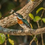 Green Kingfisher - V