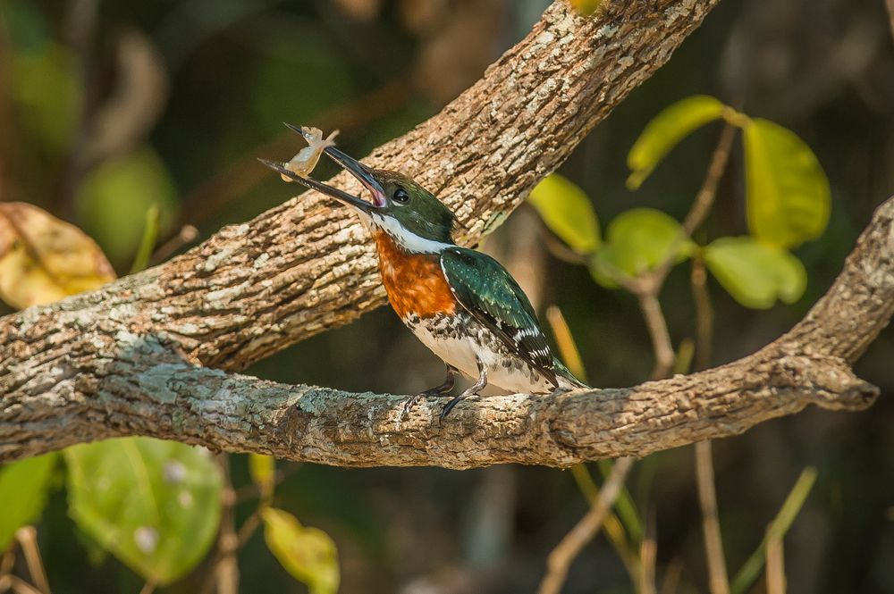 Green Kingfisher - V