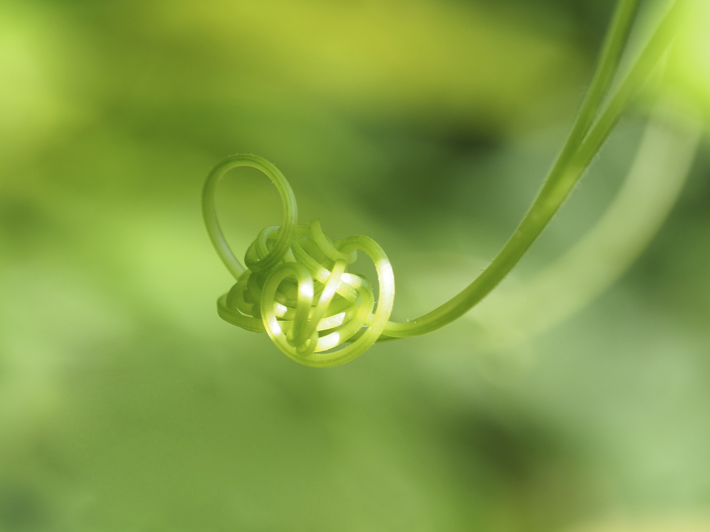 GREEN KNOT