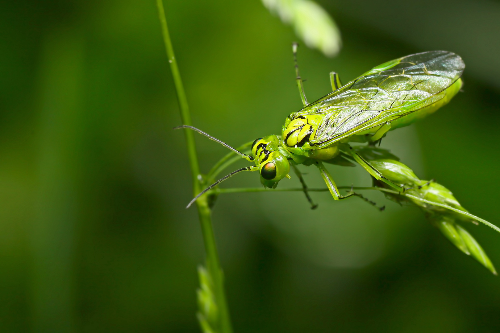 Green Lady