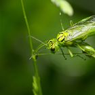 Green Lady