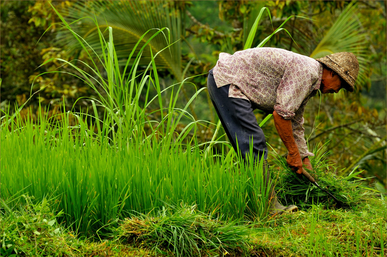 Green Land