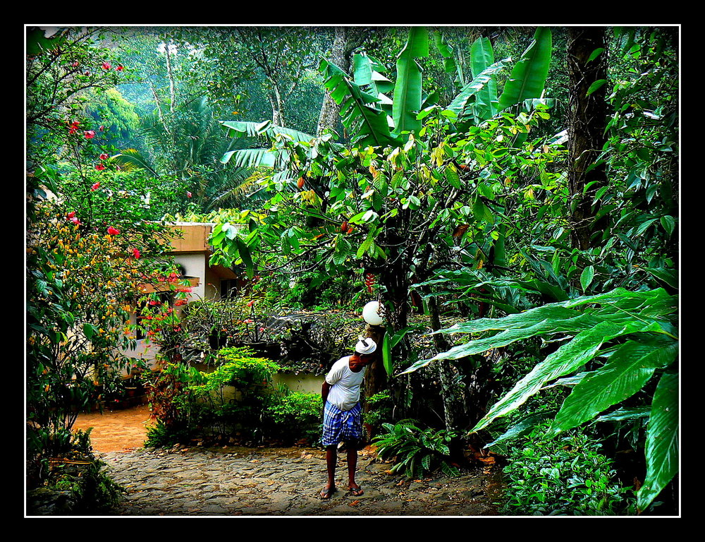 GREEN LAND SPICE GARDEN