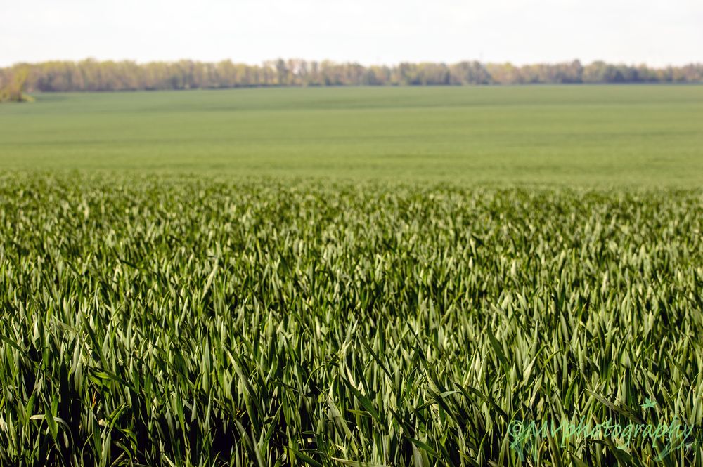 green landscape ...