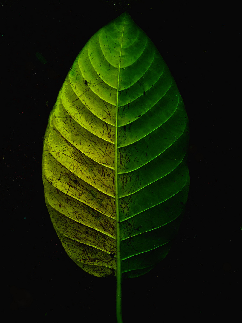 Green Leaf