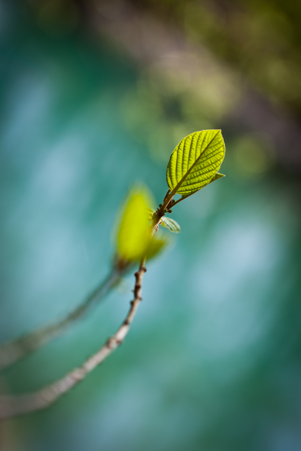 Green Leaf