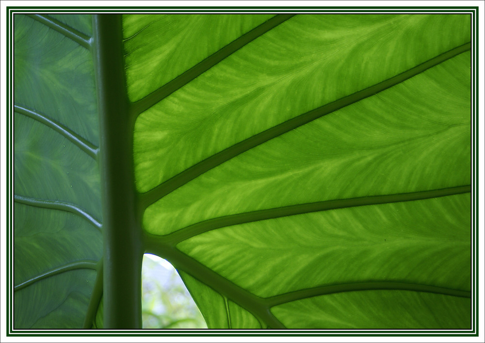 green leaf