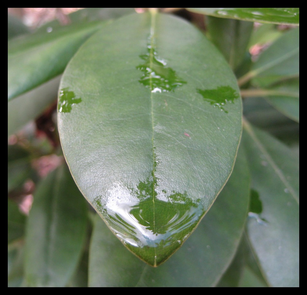 Green Leaf