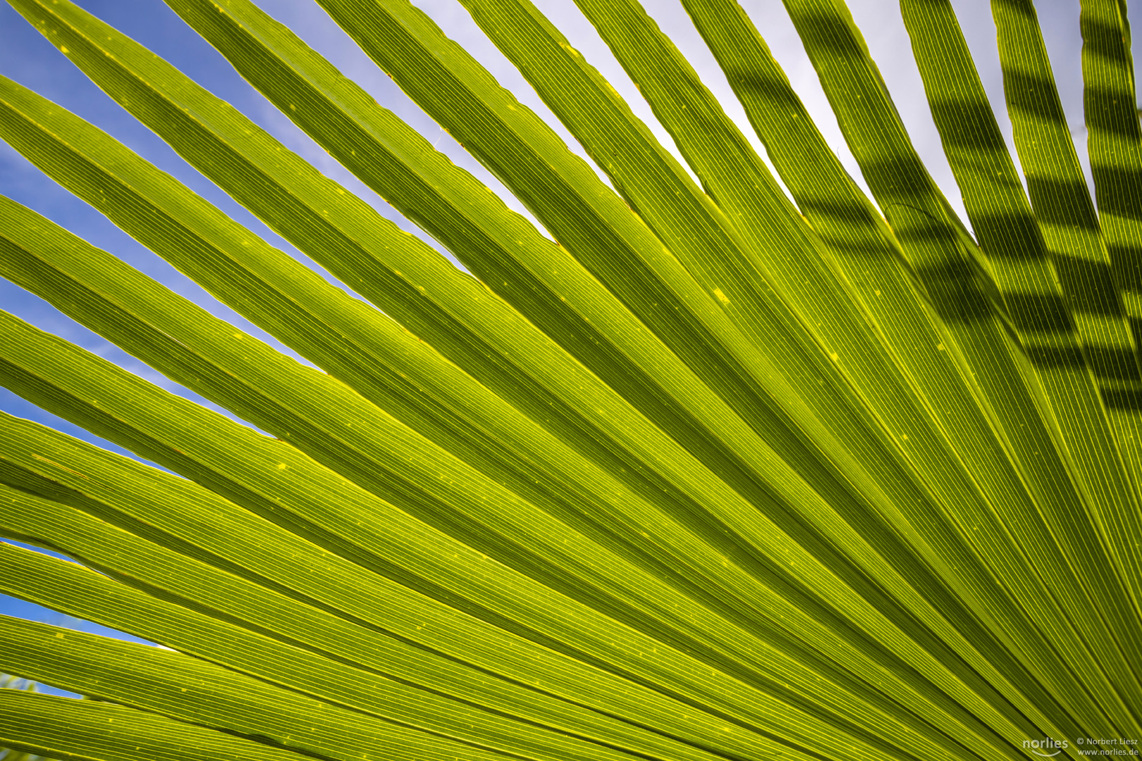 green leaf