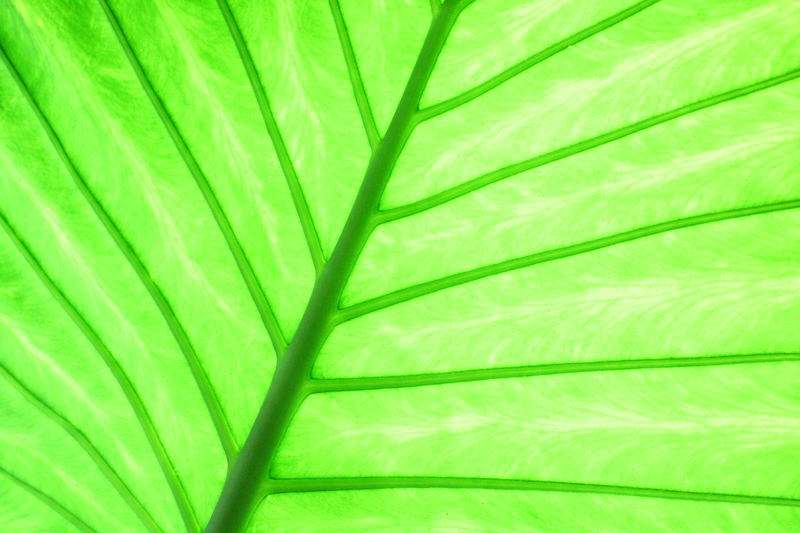 green leaf