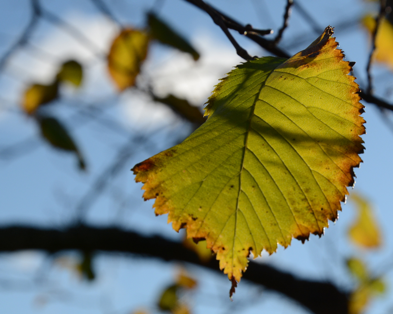 Green leaf at autumn