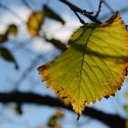 Green leaf at autumn