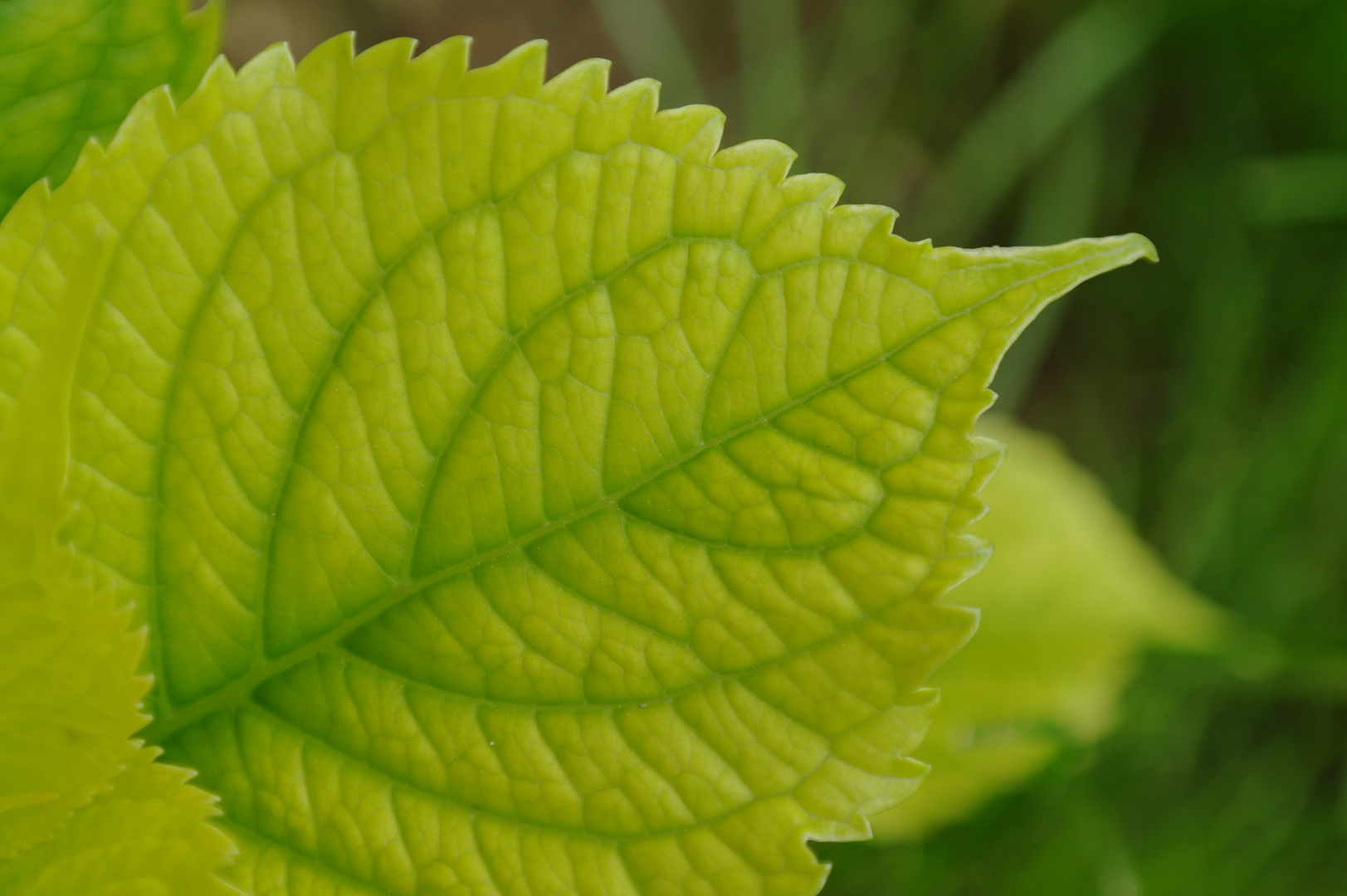 Green leaf