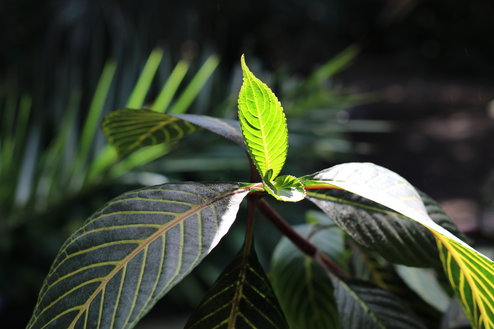 Green Leaf