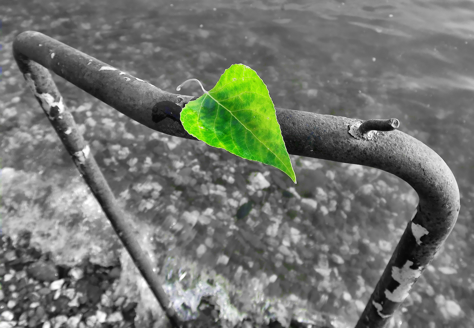 Green Leaf