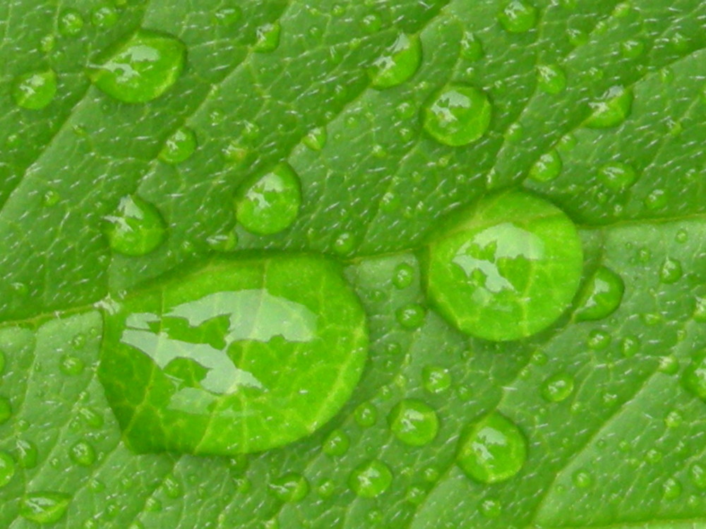 Green Leaf In A Rainy Day...;)