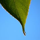 Green leaf with water drop