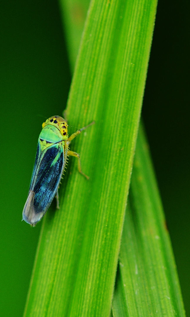 Green - Leafhopper