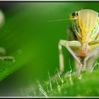 Green Leafhopper `s