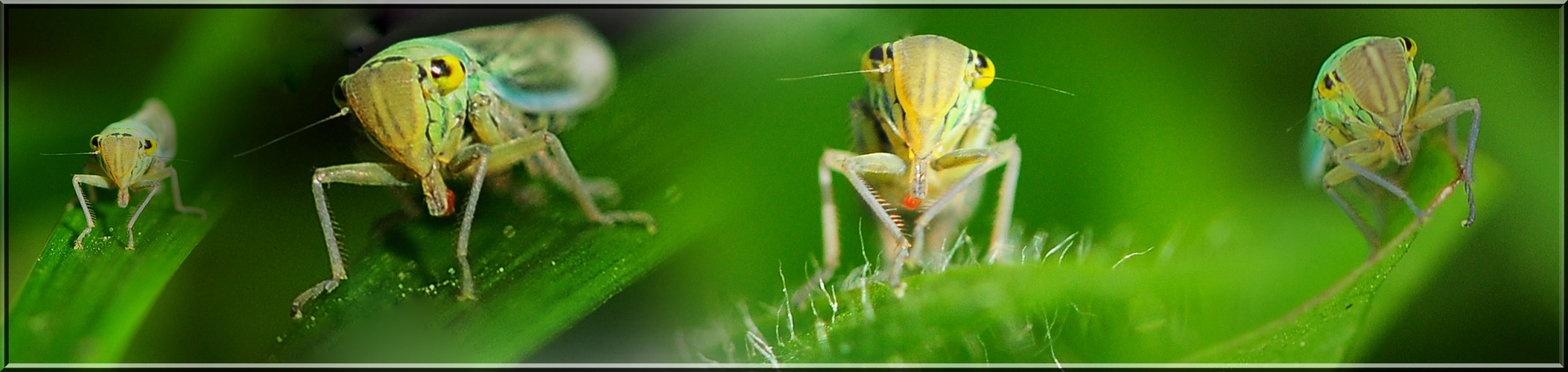 Green Leafhopper `s