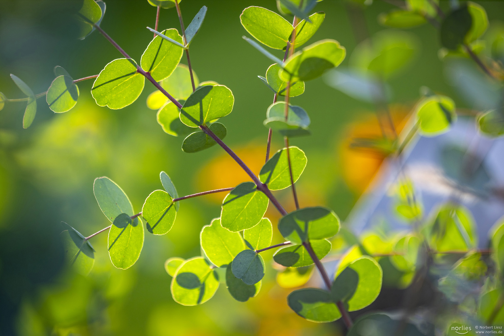 green leafs