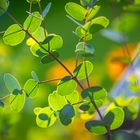 green leafs