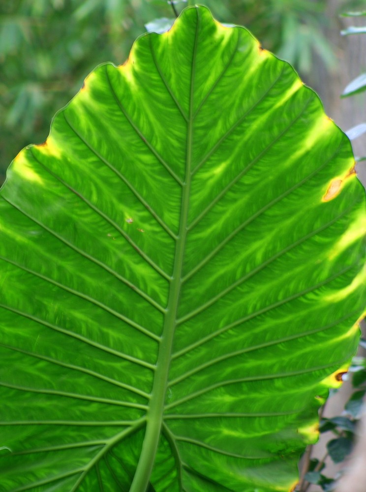 Green Leave