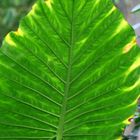 Green Leave