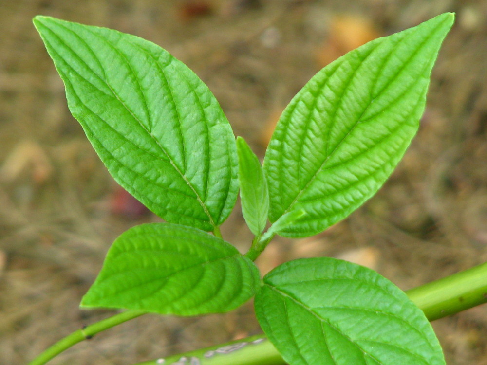 Green Leaves