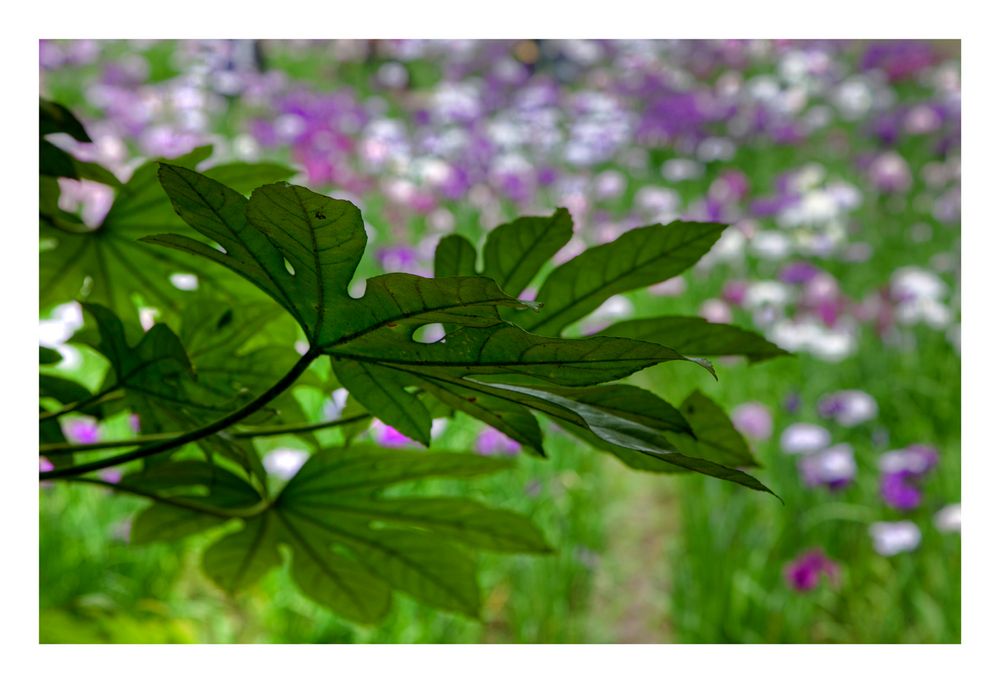 Green Leaves