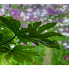 Green Leaves