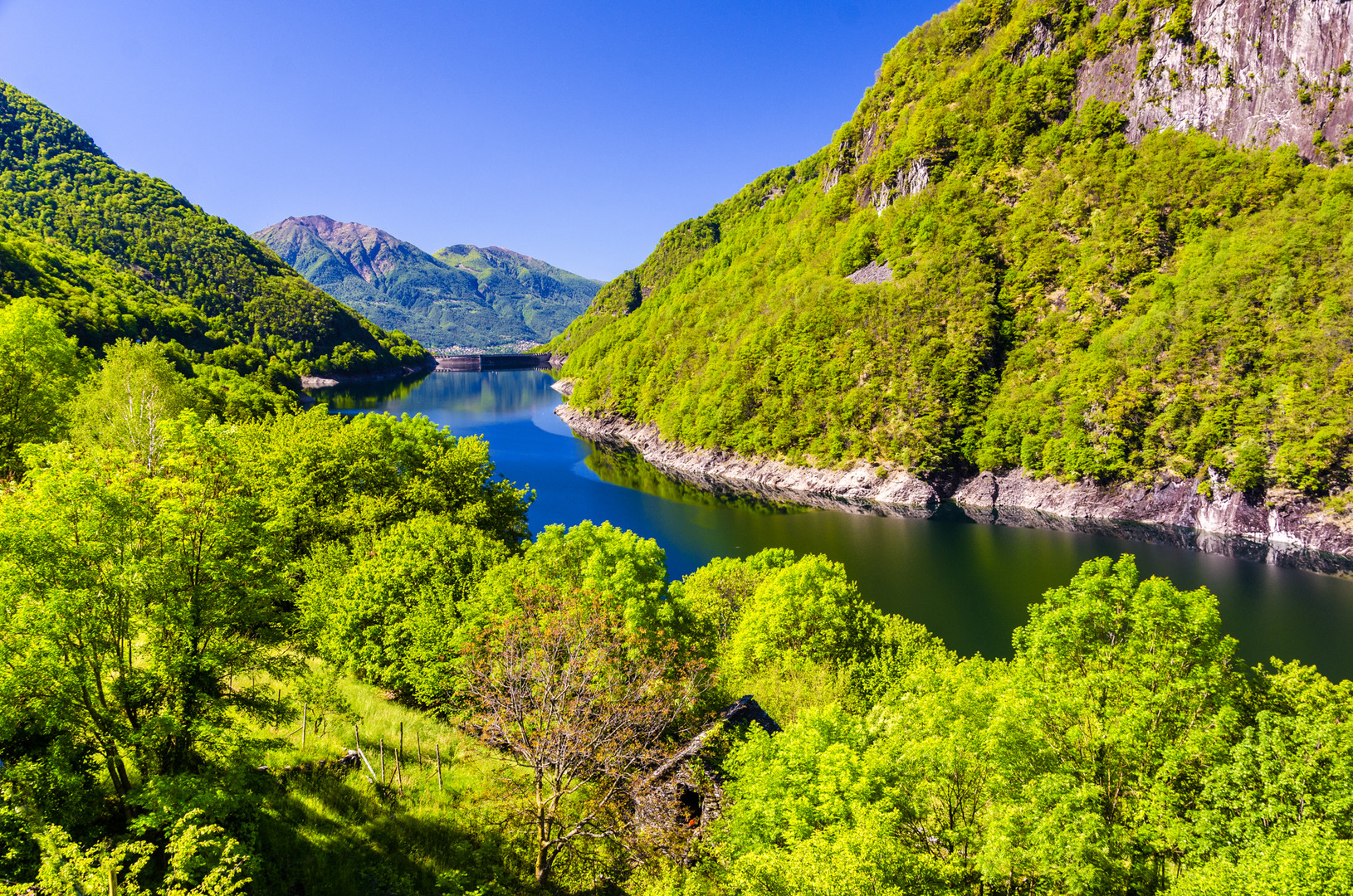 Green Leaves at Lago di Vogorno