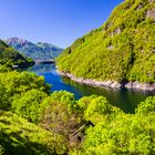 Green Leaves at Lago di Vogorno