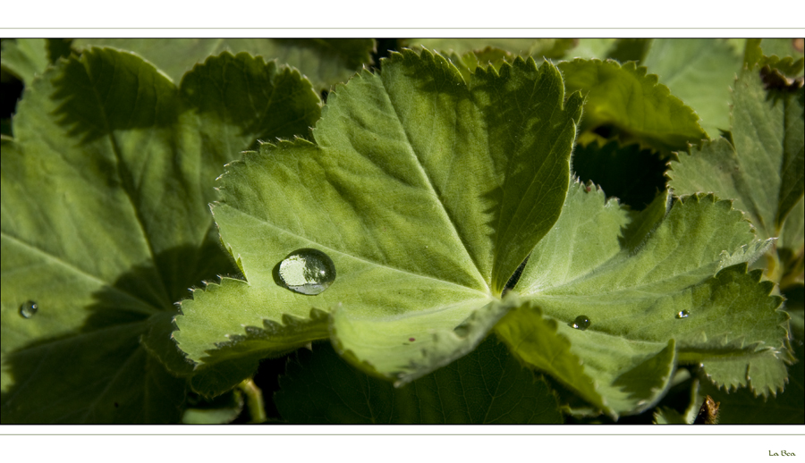 green leaves