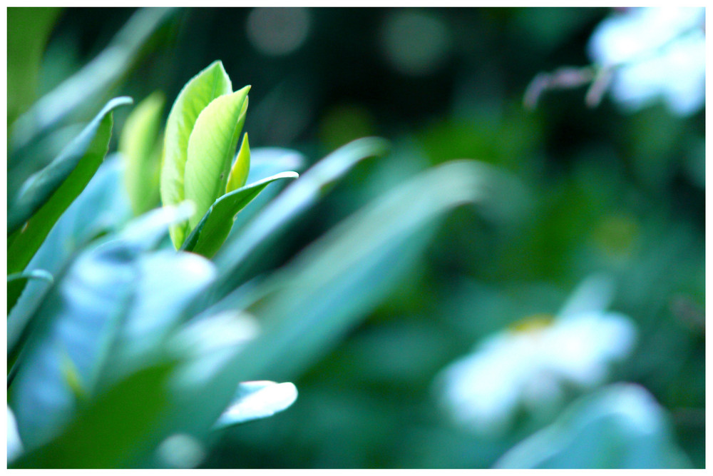 *green leaves*