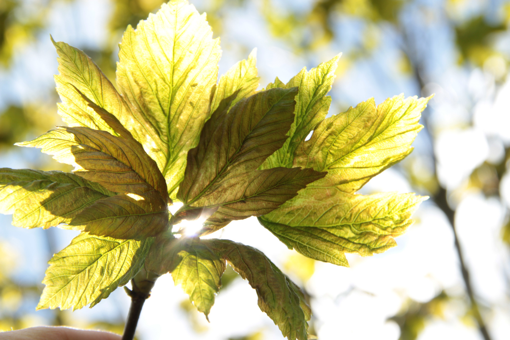 Green Leaves