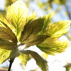 Green Leaves