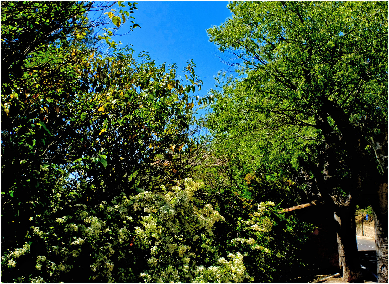 Green leaves of summer