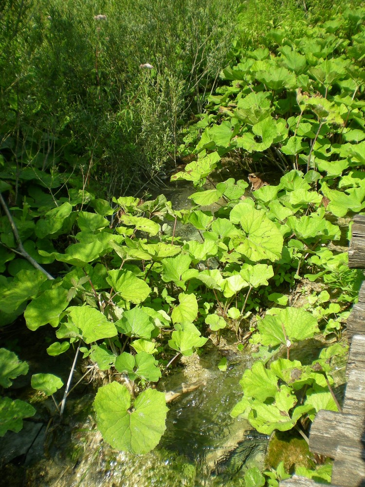 Green Leaves,Wild Water